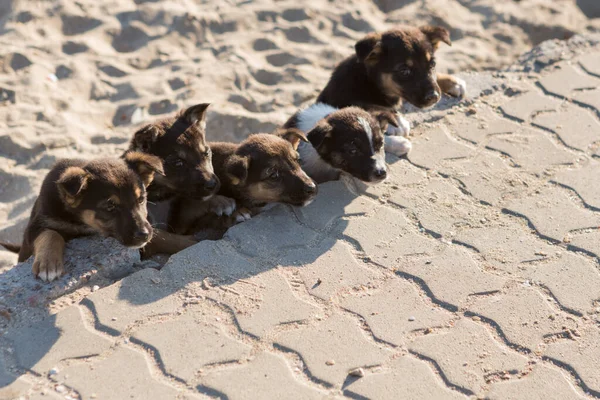 many puppies rush to overcome the obstacle, the concept of leadership in a team, the overall plan