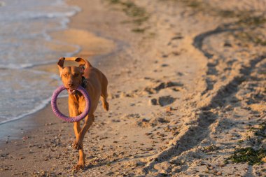 Büyük kahverengi bir köpek, dişlerinde bir yüzükle sahil boyunca koşar, bir Macar av köpeği.
