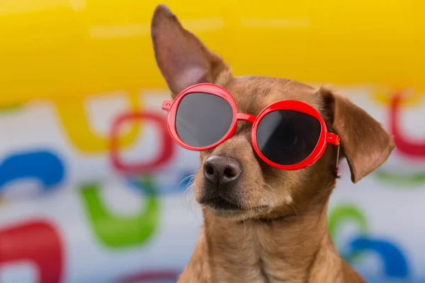 Коричневая Собака Красных Очках Многоцветном Фоне Надувного Бассейна Концепция Путешествия — стоковое фото