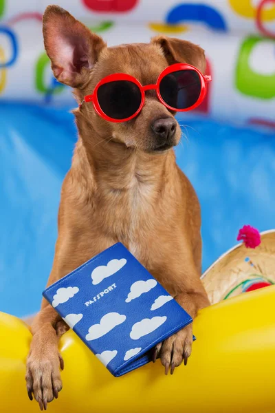 Коричневая Собака Красных Очках Паспортом Лапах Сидит Красочном Надувном Бассейне — стоковое фото