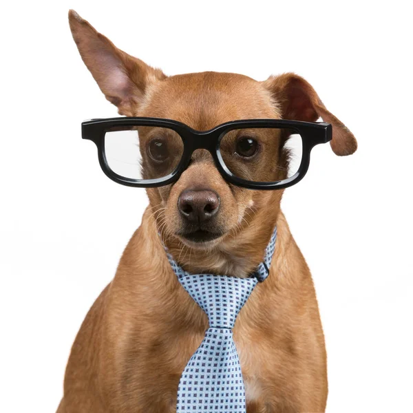 Concepto Negocio Retrato Perro Con Corbata Sobre Fondo Blanco — Foto de Stock