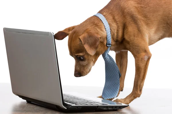 Коричневая Собака Галстуком Смотрит Открытый Ноутбук Белом Фоне Концепция Бизнеса — стоковое фото