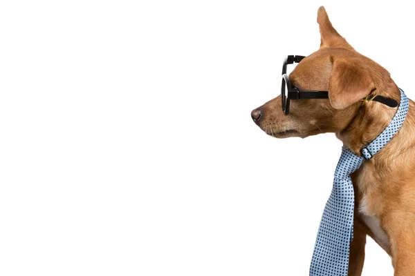 Kravat ve gözlüklü kahverengi köpek, sanki bir şey okuyor gibi, beyaz arka planda, konsept iş ve finans, izole