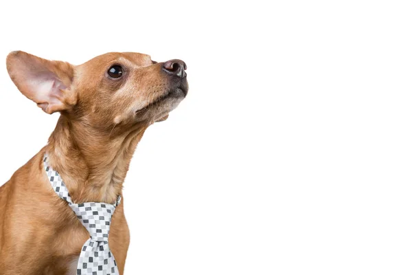 Perro Marrón Con Una Corbata Mira Hacia Otro Lado Como — Foto de Stock