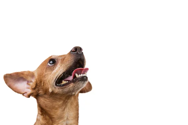 Маленькая Собака Глядя Вверх Портрет Бизнес Концепция Белом Фоне Изолировать — стоковое фото