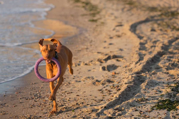 大きな茶色の犬が歯に指輪をつけて浜辺を走りハンガリーの狩猟犬が — ストック写真