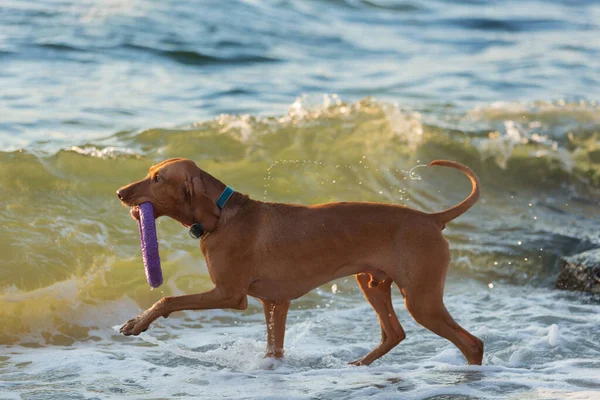 歯に指輪が付いている水の近くで遊んでいる大きな茶色の犬海や海の上のビーチハンガリーの狩猟犬 — ストック写真