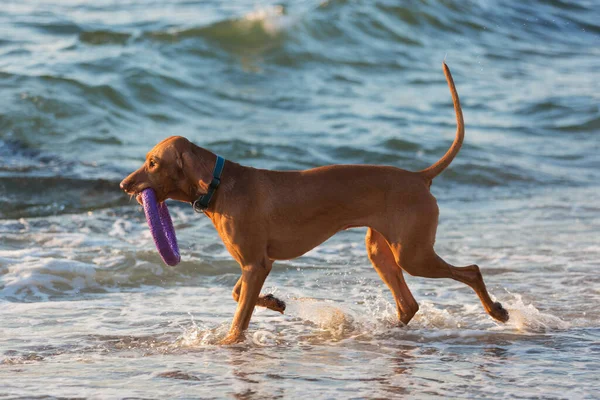 歯に指輪が付いた大きな茶色の犬ハンガリーの狩猟犬が — ストック写真