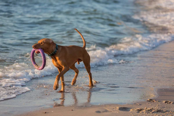 大きな茶色の犬が砂の上を海や海の上を走りハンガリー人は — ストック写真