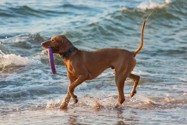 歯の輪や海や海の上のビーチハンガリー人など大きな茶色の犬が — ストック写真