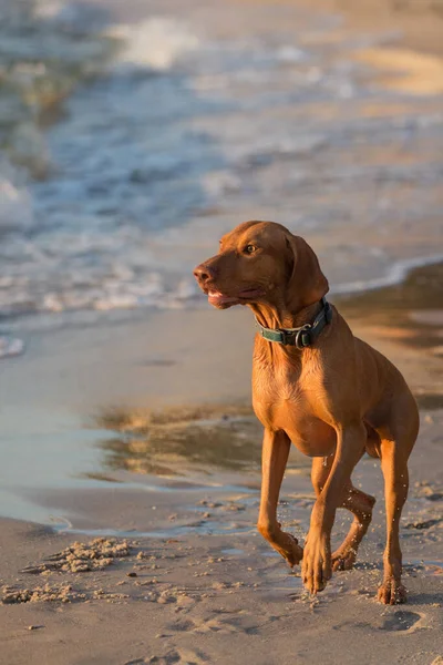 大きな茶色の犬が海の近くの砂の上でジャンプして遊ぶハンガリーの狩猟犬 — ストック写真