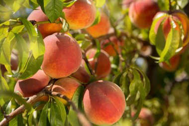 Ağaçta bir sürü olgun pembe ve kırmızı şeftali var. Hasat zamanı, seçici odaklanma.
