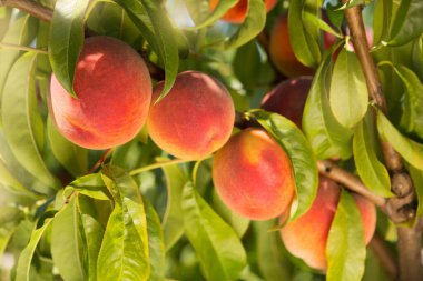 Ağaçta olgun şeftaliler, arka arkaya dört meyve, ön planda, yakın plan.