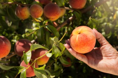 Kadın eli olgun bir şeftali tutar, ağaçta yetişen birçok şeftalinin arka planına karşı, hasat konsepti