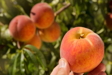 Erkek eli olgun bir şeftali tutar, ağaçta yetişen diğer şeftalilerin arka planına karşı, hasat kavramı.