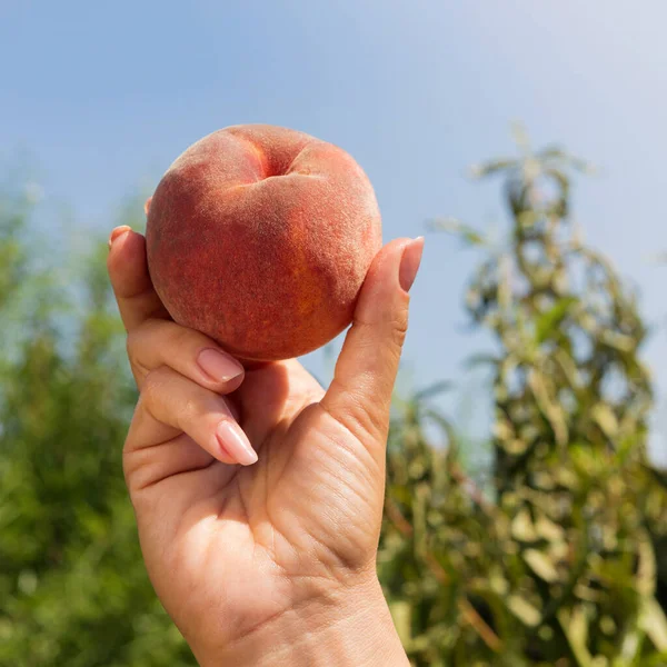 Weibliche Hand Hält Einen Reifen Pfirsich Vor Dem Hintergrund Eines — Stockfoto