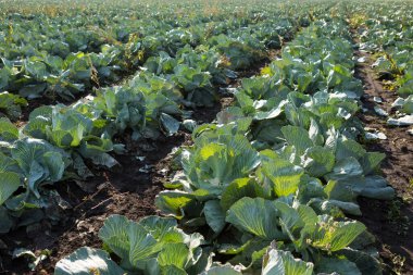 Sabah ışığında beyaz lahana çiftliği, tarım, genel plan