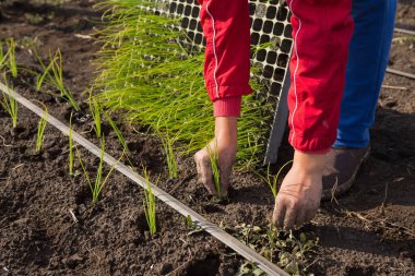 Adam açık araziye fidanlar ekiyor, ekin ekiyor, yakın plan çekiyor.
