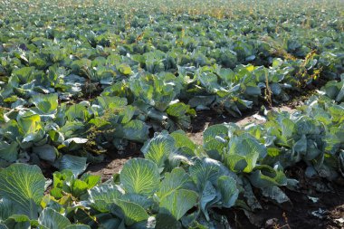 Sabah ışığında beyaz lahana çiftliği, tarım, genel plan