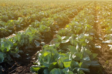 Sabah ışığında beyaz lahana çiftliği, tarım, genel plan