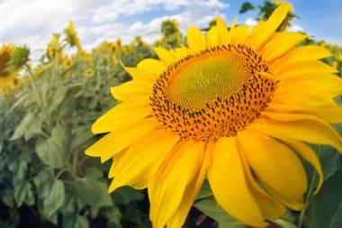 Tarım arazisine yakın bir altın ayçiçeği, balık gözü merceği, güzel bozulma, detaylarla çekilmiş resim.