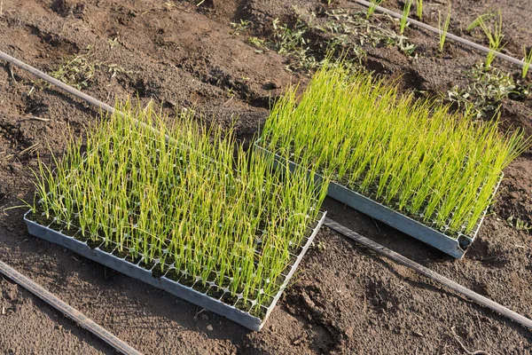 Brickor Med Plantor Marken Vårplantering Grödor Närbild — Stockfoto