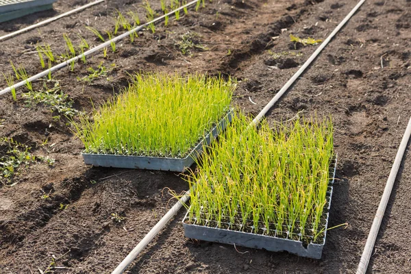 Brickor Med Plantor Marken Vårplantering Grödor Närbild — Stockfoto