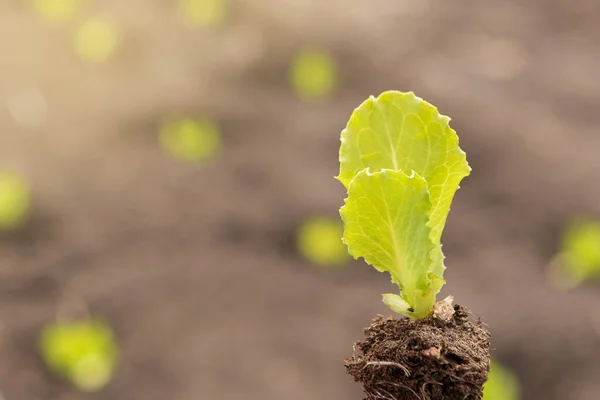 Närbild Unga Plantor Bakgrunden Ett Fält Med Växter — Stockfoto