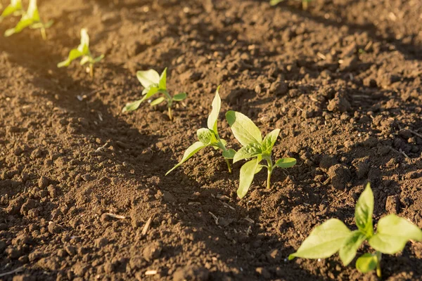 Sadzonki Słoneczników Otwartym Terenie Młode Rośliny Promienie Słońca Produkt Organiczny — Zdjęcie stockowe