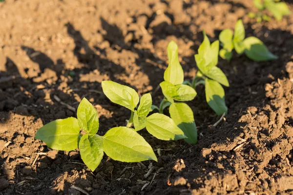 Plantor Solrosor Öppen Mark Unga Växter Solstrålar Ekologisk Produkt Närbild — Stockfoto