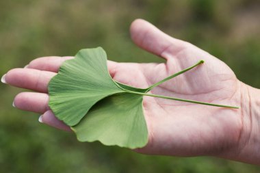 İki genç ginkgo biloba yaprağı kadın elinde, avuç içinde.
