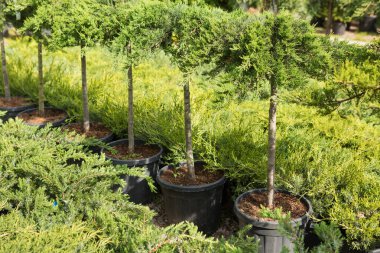 Bir sürü ardıç çalısı ve yemyeşil ağaçlar çocuk odasında sıra sıra dizilmiş, manzara tasarımı için bitkiler, peyzaj düzenlemesi, seçici odaklanma