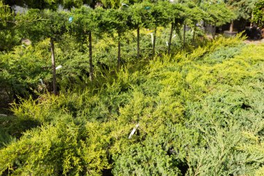 Bir sürü ardıç çalısı ve yemyeşil ağaçlar çocuk odasında sıra sıra dizilmiş, manzara tasarımı için bitkiler, peyzaj düzenlemesi, seçici odaklanma
