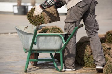 Bahçıvan, çimenlik düzenlemek için el arabasıyla bir tomar çimen taşıyor.