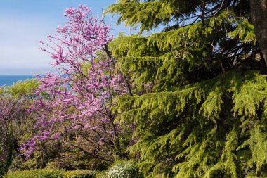 Güzel pembe çiçekli ağaç ve yeşil çam mavi gökyüzüne karşı, bahar çiçekleri