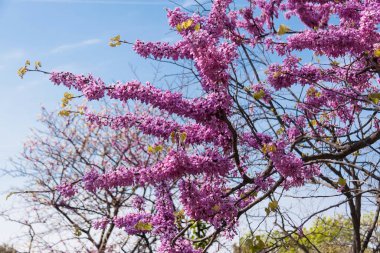 güzel çiçek açan ağaç, mavi gökyüzüne karşı pembe çiçekler, seçici odaklanma, bahar çiçekleri