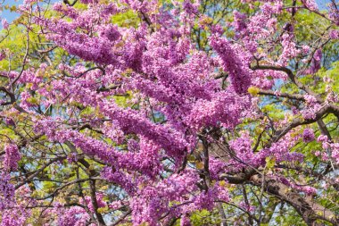 güzel çiçek açan ağaç, mavi gökyüzüne karşı pembe çiçekler, seçici odaklanma, bahar çiçekleri
