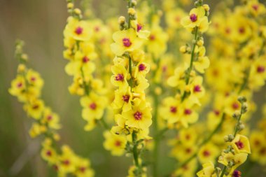 Sarı çiçekler, çiçek açan bitki, seçici odak, yakın plan.