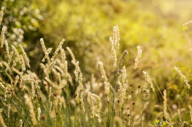 Doğal soyut yeşil yaz ekosu güneşli arka plan, çimenler ve klasik hipster tarzı ışık lekeleri.