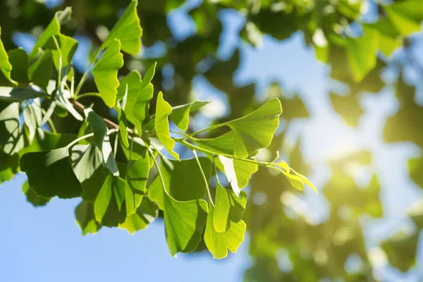 Rama Ginkgo Biloba Con Hojas Jóvenes Contra Cielo Azul Otras — Foto de Stock