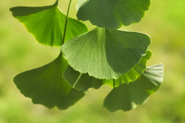 Leaves Ginkgo Biloba Details Background Greenery Beautiful Lighting — Stock Photo, Image