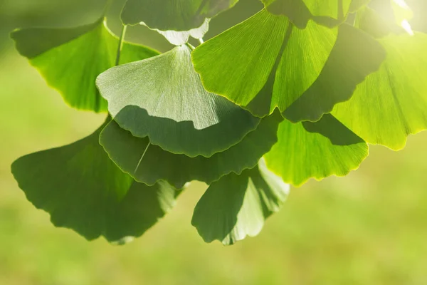 Hojas Jóvenes Ginkgo Biloba Sobre Fondo Vegetación Los Rayos Del — Foto de Stock