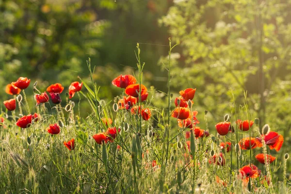 Flowering Poppies Meadow Backlight Close — Stock Photo, Image