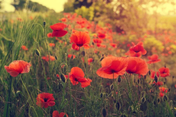 Flowering Poppies Meadow Backlight Close — Stock Photo, Image