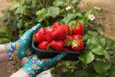 Bir tepsi olgun çilek, arka planda yetişen çilek çalıları, hasat konsepti