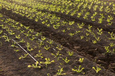 Genç marul filizleri, tarım arazilerinde, arka planda, damlama sulama, seçici odak