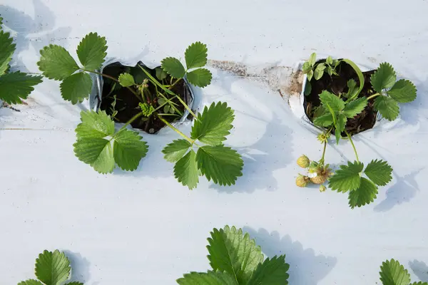 Elemen Dari Strawberry Rumah Kaca Semak Semak Dengan Stroberi Tumbuh — Stok Foto