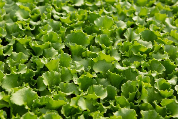 Textura Folhas Alface Verde Macrofotografia Cultivo Legumes Ervas Precoces Foco — Fotografia de Stock