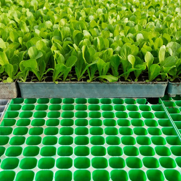 前景の苗のための空の細胞で成長する緑のレタスの芽 芽に焦点を当てる — ストック写真