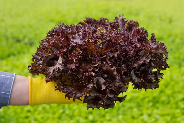Kéz Tart Egy Csomó Vörös Saláta Hátterében Zöldség Koncepció — Stock Fotó